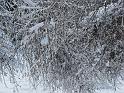 Bielice_Ladek_dec_2007 (56)